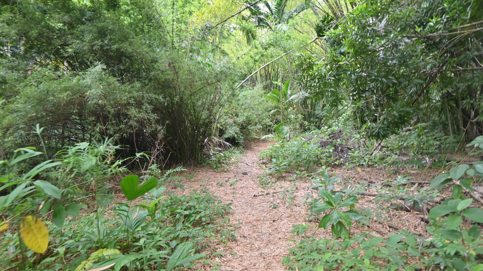 cranbrook-flower-forest
